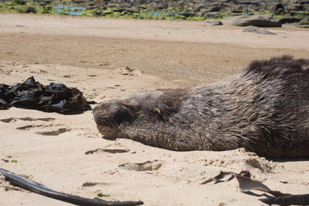 海狮侧卧浅眠，面部特写展现细腻毛发与平静神态，沙粒清晰可见