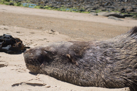 海狮静卧沙滩休憩，毛发沾沙，背景礁石与海藻点缀