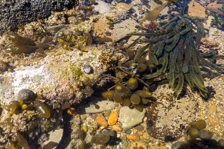 潮池微观世界：海藻、藤壶与小螺共生的岩石生态群落