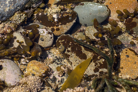 潮汐岩池特写：螺、海藻与斑驳礁石构成的微型海洋景观