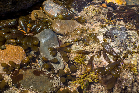 退潮后岩缝中的海藻森林：褐藻簇拥卵石，生机盎然