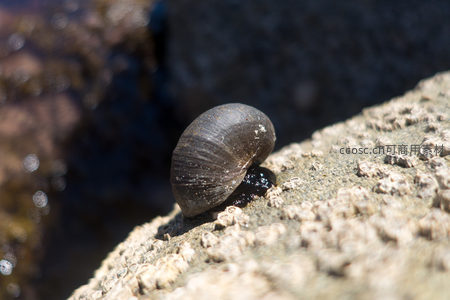 潮间带黑螺攀附岩礁，壳面湿润反光，周围布满藤壶与海藻