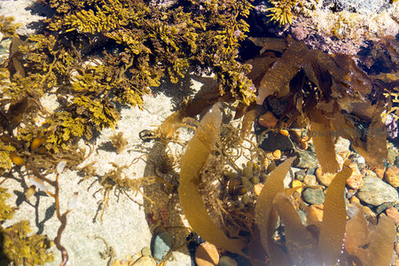 清澈浅水中黄绿海藻丛生，石子与褐藻交织成斑斓海底图景