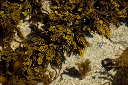 密集黄绿色海藻覆盖砂石底质，局部可见小螺壳与细碎贝壳残骸