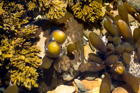 气囊状褐藻浮于水面，晶莹水珠包裹黄色球体，海藻与卵石共生