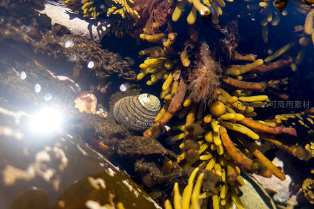 强光穿透潮池，条纹螺藏身黄藻丛中，水下光影斑驳如梦境