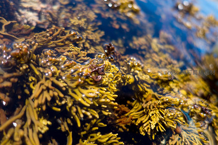 潮间带黄褐色海藻特写，水珠晶莹，纹理清晰可见