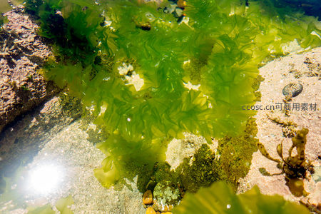 翠绿海白菜在清澈浅海中随波轻摇，光影斑驳