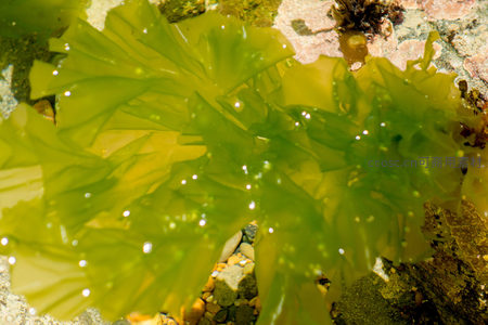 透光海藻叶片上水珠闪烁，层次丰富如翡翠雕琢
