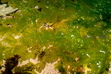 浓密绿藻覆盖岩面，水膜折射出梦幻光斑