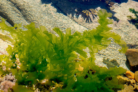 海藻在浅滩石缝间蓬勃生长，叶缘卷曲姿态优雅