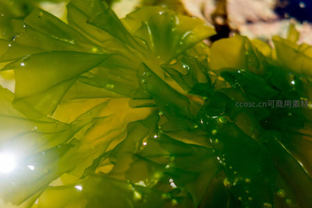 海藻微距特写：晶莹水珠点缀翠绿叶片，光影交错展现自然纹理