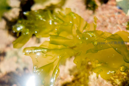 潮间带海藻群落：半透明叶状体随水流轻摆，气泡附着如珍珠点缀