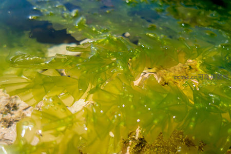 水下海藻森林近景：波光粼粼中绿意盎然，叶片脉络清晰可见