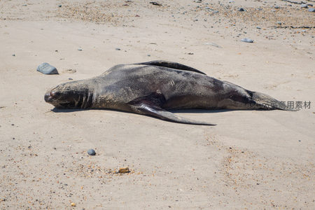沙滩上搁浅海狮静卧休憩，灰黑皮毛覆沙粒，姿态安详自然