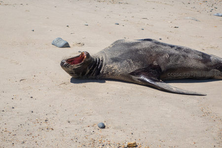 海狮张口呼气瞬间：粉红口腔与胡须细节毕现，展现野生海兽生动神态