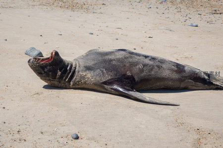 沙滩上搁浅的海狮张嘴喘息，沙粒覆盖其深色皮毛