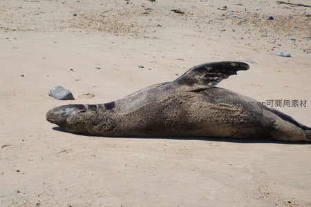 海狮仰卧沙滩，前鳍高举，沙尘附着体表显疲惫态