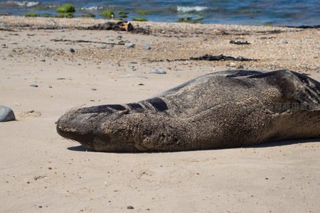 近景海狮头部特写，胡须清晰，沙粒嵌入皮肤纹理