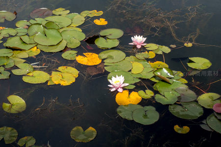池塘睡莲盛开绿叶点缀黄斑水面倒影清幽