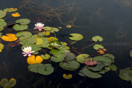秋意初染池塘睡莲与变色荷叶相映成趣