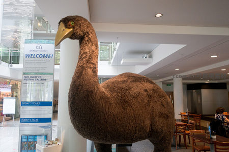 奥塔哥博物馆内巨型恐鸟复原模型陈列于现代展厅中