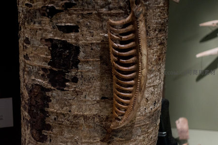 树干上展示的鲸骨肋骨雕刻饰件，仿生结构精细逼真