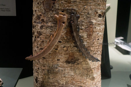 两件毛利木牙饰件并列展示于树皮背景前，造型粗犷有力