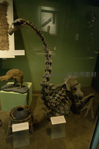 恐鸟化石骨架与标本同展：灭绝巨鸟的骨骼结构与生态复原
