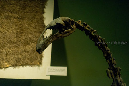 恐鸟头骨特写：巨大喙部与颈椎连接处展现史前巨鸟解剖特征