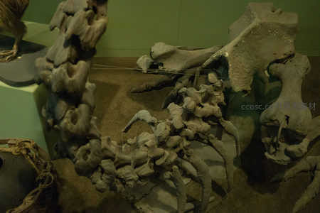 博物馆展陈的古生物化石骨架，细节清晰展现远古生命形态