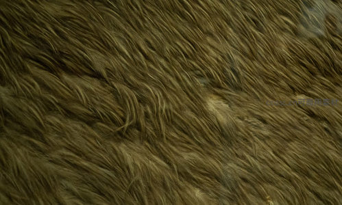 微距视角下动物毛发特写，棕褐色绒毛层次丰富质感细腻