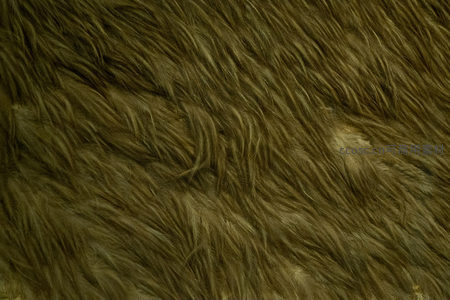 动物皮毛纹理高清特写，柔顺卷曲的毛束交织成自然肌理背景