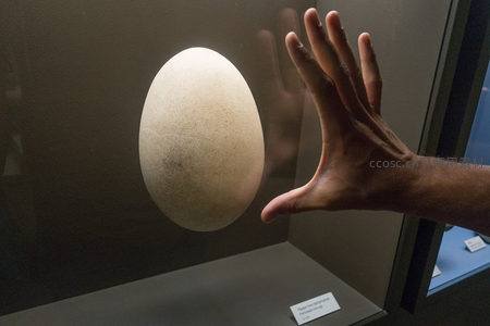 巨型鸟蛋陈列于玻璃展柜中，游客伸手比对尺寸，突显其罕见硕大特征