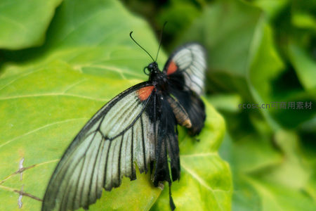 红斑凤蝶停驻绿叶之上，黑翅透光带橙斑，翅膀微损显自然野性之美