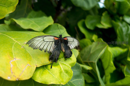 黑脉蛱蝶栖息于翠绿叶片之上，翅膀半展显优雅姿态
