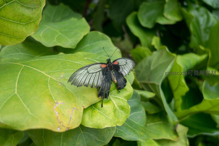 黑脉蛱蝶停驻叶面，细节纹理在柔光下纤毫毕现