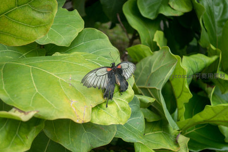 黑脉蛱蝶休憩于阔叶之上，绿意盎然中彰显自然生机