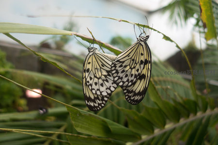 两只绢粉蝶交尾悬于草茎，黑白斑纹如水墨晕染