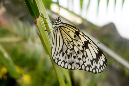 绢粉蝶单只停驻茎秆，翅翼展开如薄纱扇面轻盈飘逸