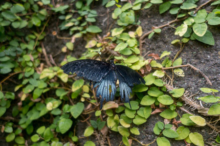 蓝凤蝶栖息于青翠藤蔓间，翅膀泛着金属光泽