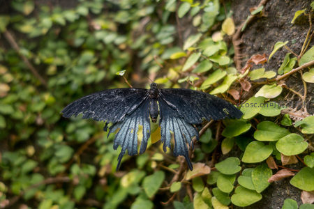 黑蓝凤蝶停驻岩壁绿植，翅缘残缺显自然痕迹