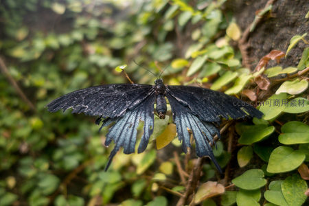 蓝凤蝶展翼休憩，深色翅面映衬鲜绿藤叶背景