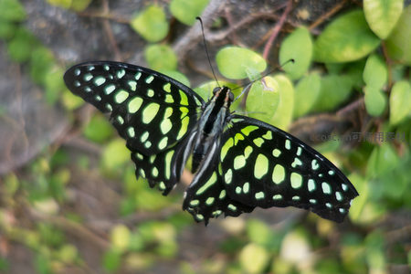 绿斑凤蝶振翅悬停，黑底荧光绿斑纹跃然眼前