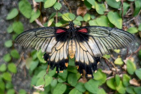 红斑凤蝶展翅停枝，黄黑红三色翼纹层次分明