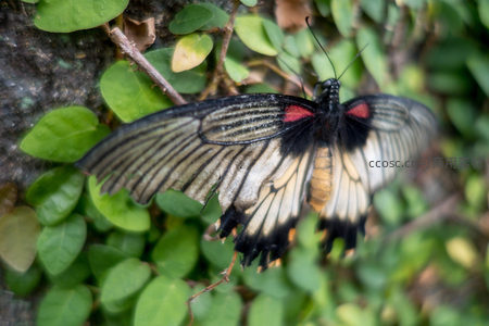 黑底红斑凤蝶栖息绿叶间，翅膀舒展显优雅姿态