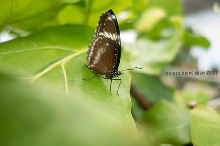 褐白相间蛱蝶静栖宽大绿叶，侧影清晰细节丰富