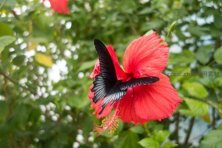 纯黑燕尾蝶停驻艳红扶桑花，吸蜜姿态生动自然