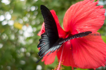 黑燕尾蝶侧翼掠过红花蕊，动态瞬间定格于柔焦背景中