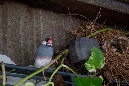 银嘴文鸟探头巢穴旁，灰羽红喙配绿叶，野趣十足